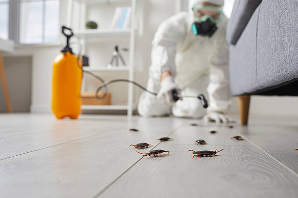 Commercial Kitchen Cockroach Control in Lonsdale